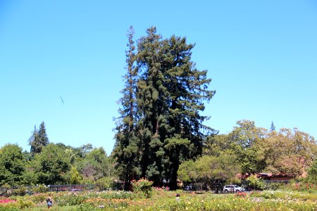 San Jose Municipal Rose Garden Aug 2019 1