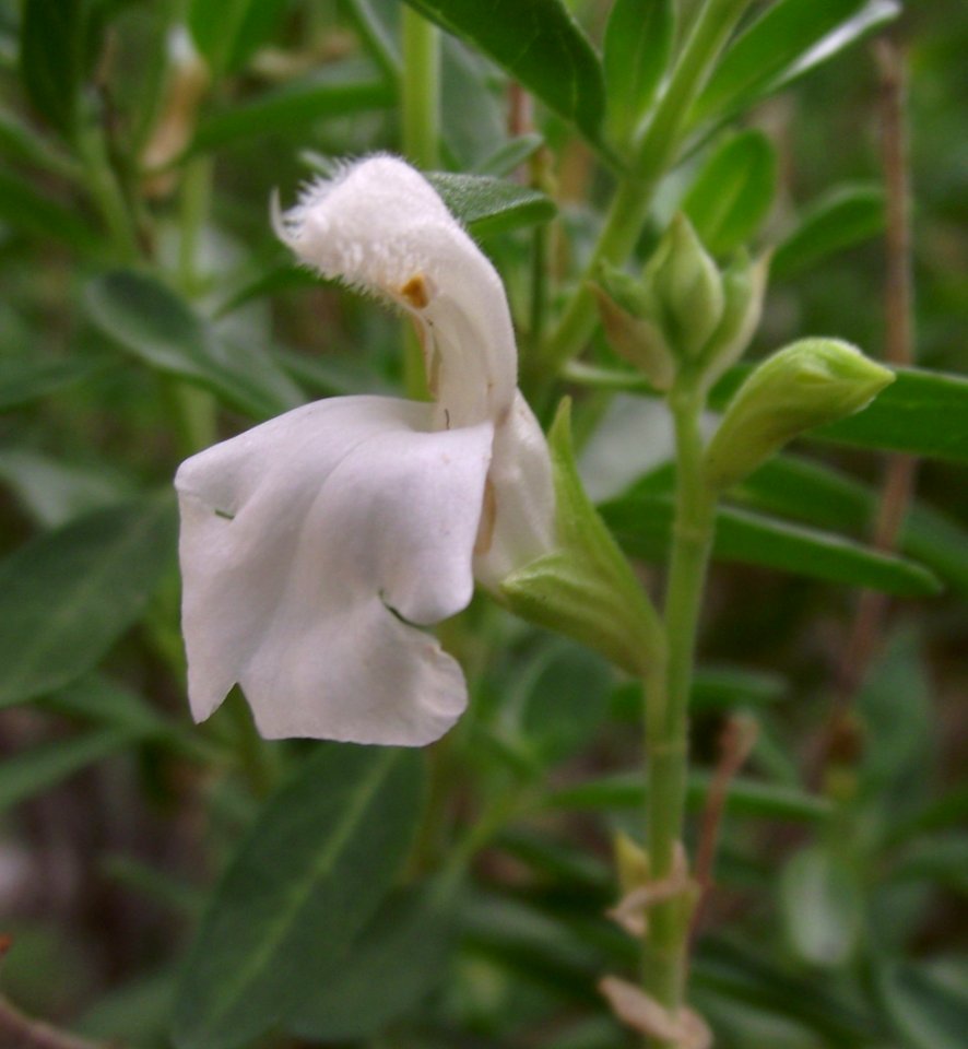 Salvia greggii navajo white