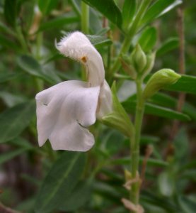 Salvia greggii navajo white