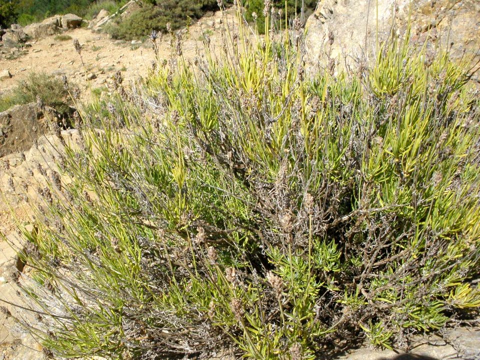 San Juan de la Peña - Sendero de montaña a Santa Cruz de la Serós 35
