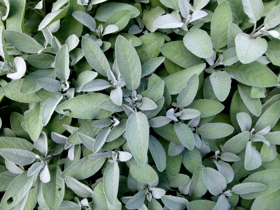 Salvia officinalis serres du Luxembourg
