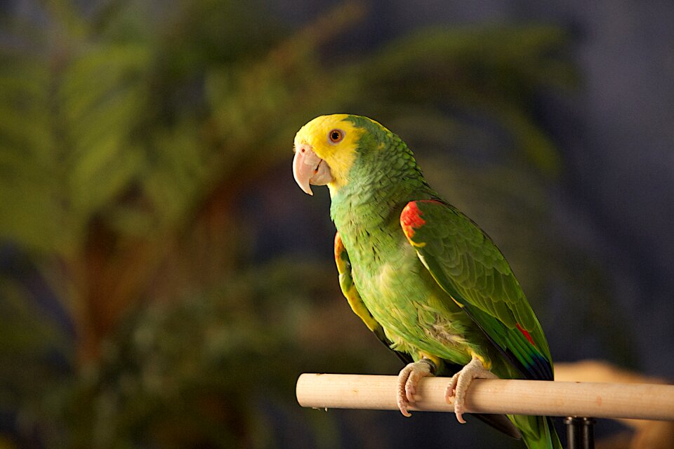 Green wild animal