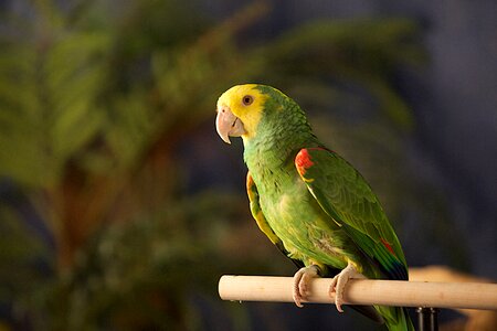 Green wild animal