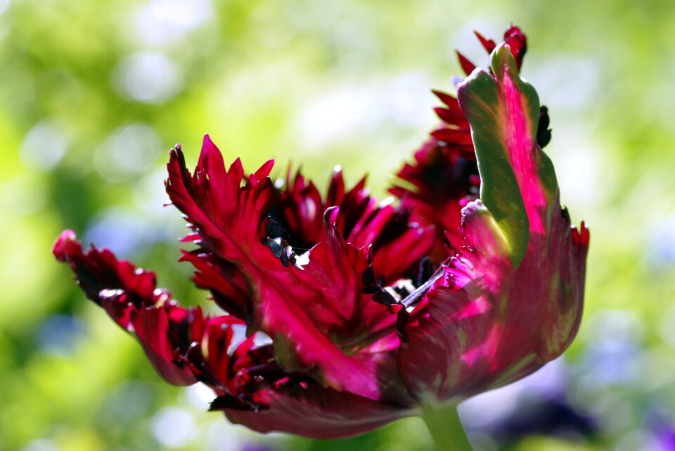 Raspberry red dark