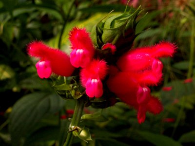 Salvia oxyphora, Phipps Conservatory, 2015-10-10, 05
