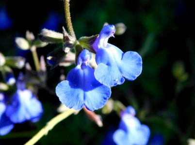 Salvia marine blue
