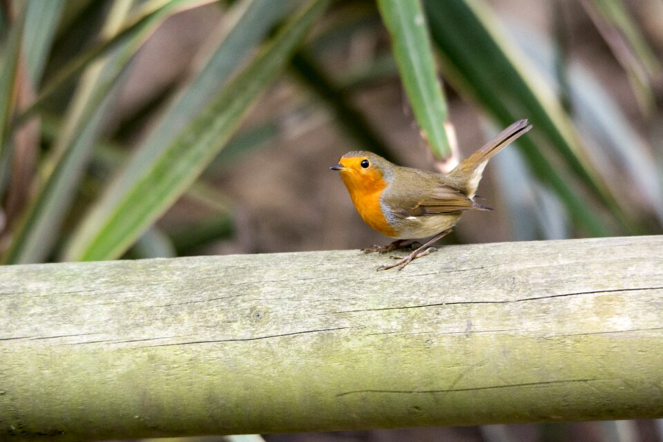 Wildlife red feather