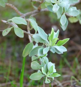 Salvia aurea