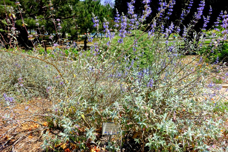 Salvia clevelandii 'Winnifred Gilman' - Manhattan Beach Botanical Garden - Manhattan Beach, CA - DSC01244