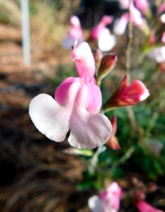Salvia fancy dancer