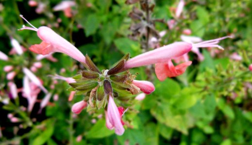 Salvia coccinea jardin des plantes photo