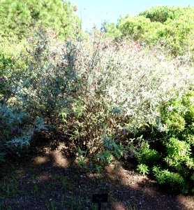 Salvia canariensis - Jardín Botánico de Barcelona - Barcelona, Spain - DSC09102