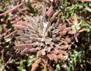 Salvia clevelandii