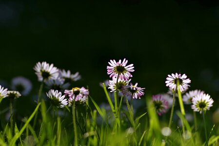 Green biel the background
