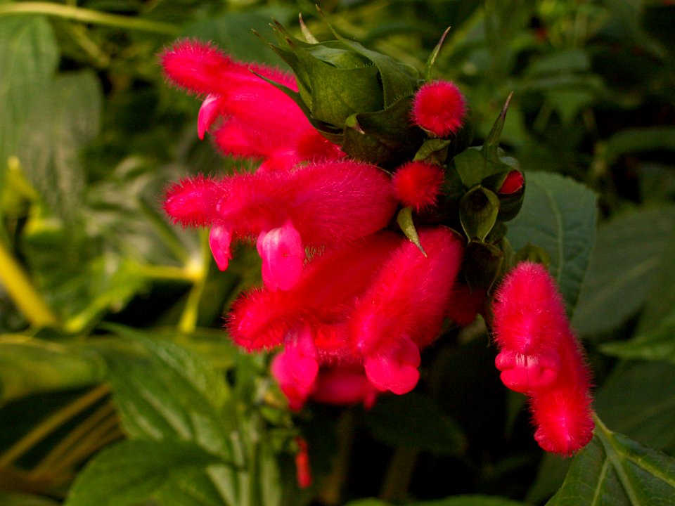 Salvia oxyphora, Phipps Conservatory, 2015-10-10, 04