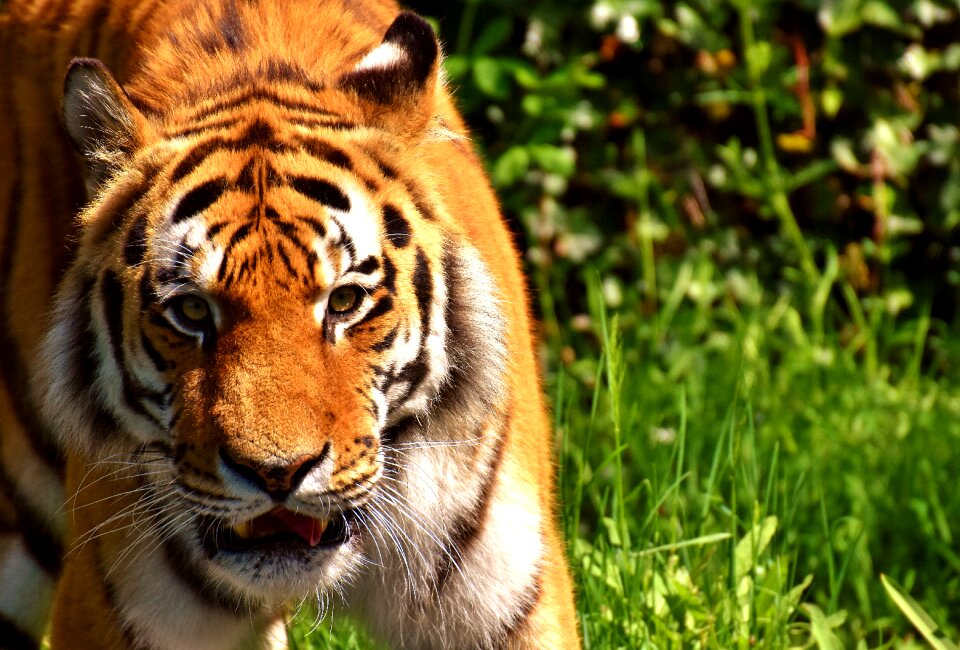 Beautiful dangerous big cat
