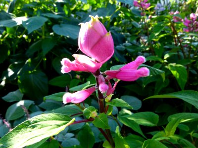 Salvia involucrata