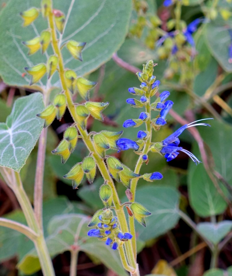 Salvia macrophylla - Mildred E. Mathias Botanical Garden - University of California, Los Angeles - DSC02781