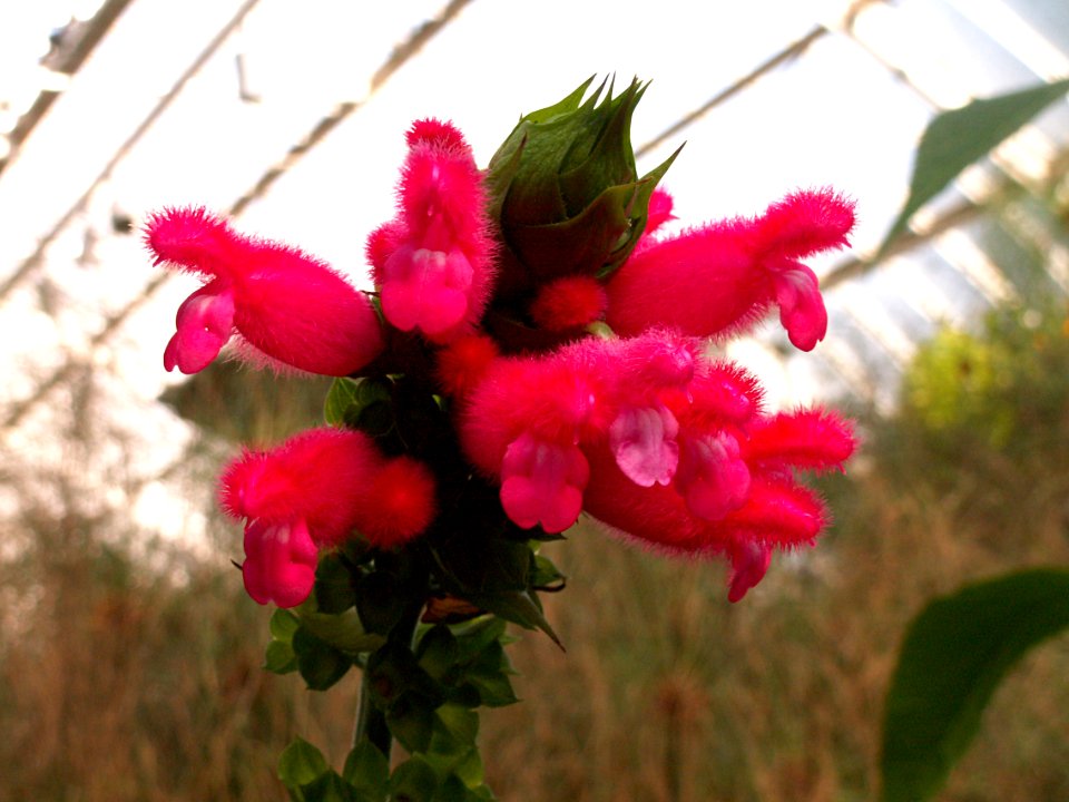 Salvia oxyphora, Phipps Conservatory, 2015-10-10, 02