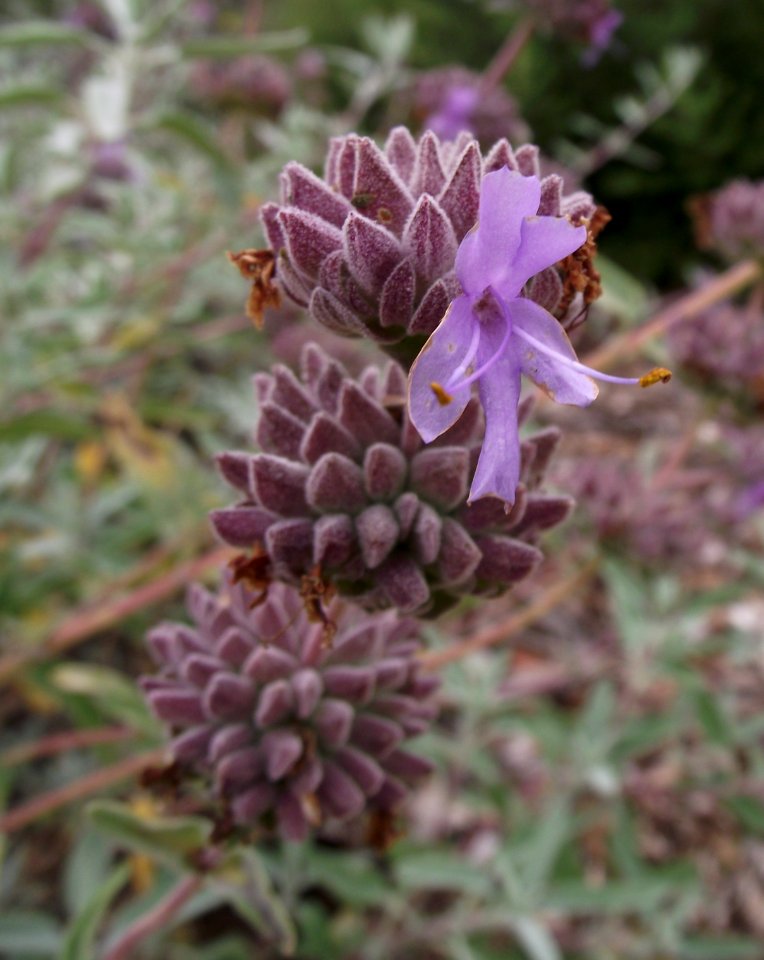 Salvia leucophylla tilden prostrate