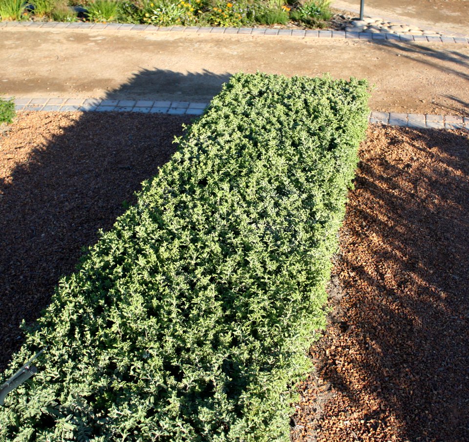 Salvia africana-lutea - Strandsalie aromatic hedge - Cape Town indigenous gardening