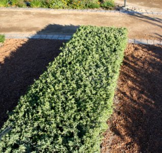 Salvia africana-lutea - Strandsalie aromatic hedge - Cape Town indigenous gardening