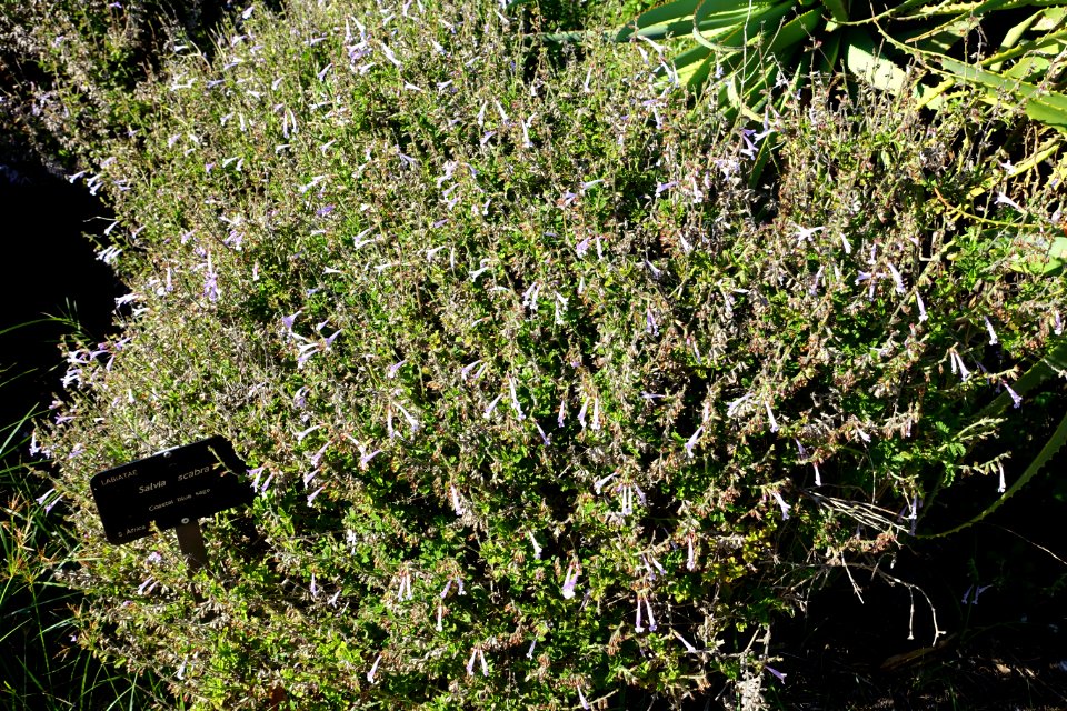 Salvia scabra - Jardín Botánico de Barcelona - Barcelona, Spain - DSC09261