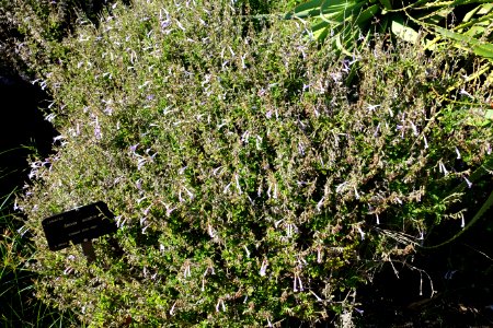 Salvia scabra - Jardín Botánico de Barcelona - Barcelona, Spain - DSC09261