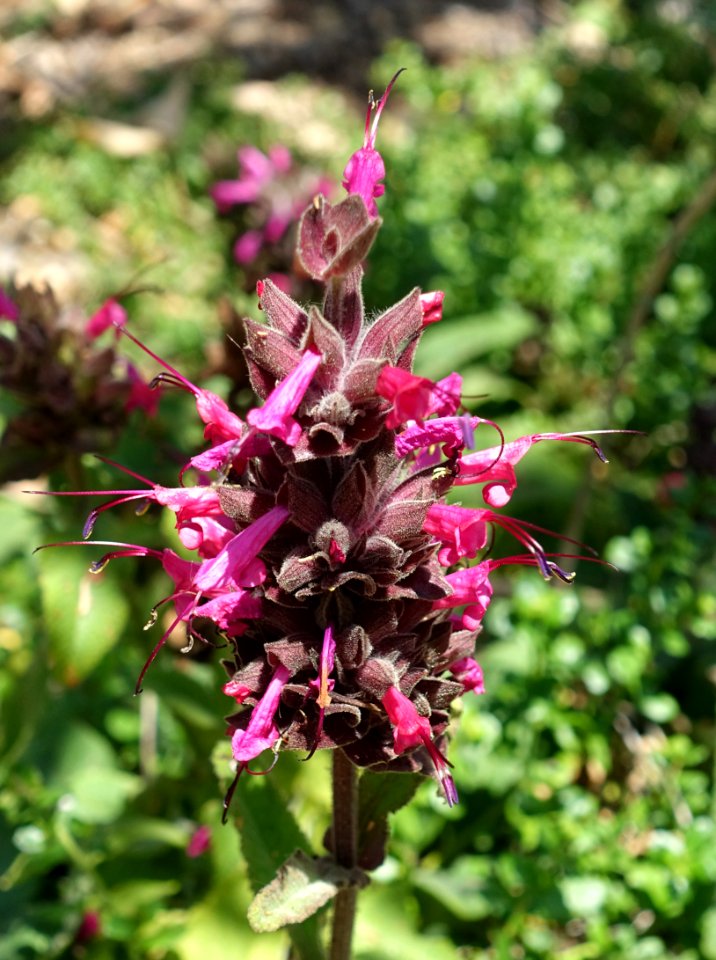 Salvia spathacea - Manhattan Beach Botanical Garden - Manhattan Beach, CA - DSC01323