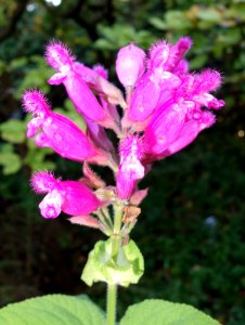 Salvia puberula - San Francisco Botanical Garden - DSC00082