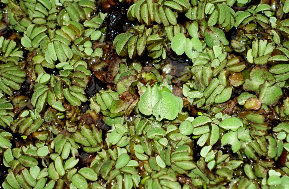 Salvinia adnata (Salvinia molesta) - Botanischer Garten - Heidelberg, Germany - DSC01286
