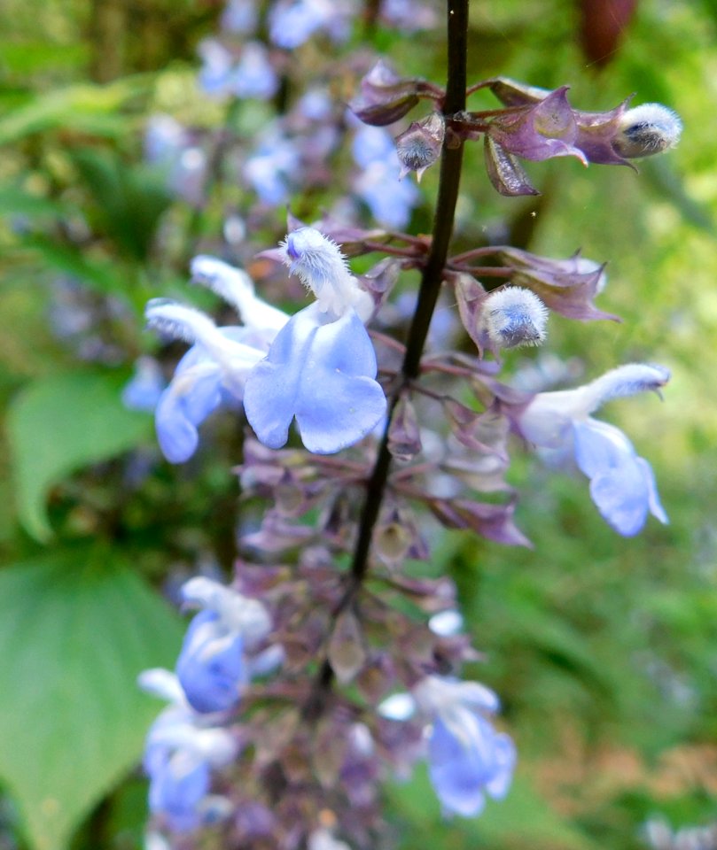 Salvia roscida