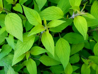 Salvia elegans 02
