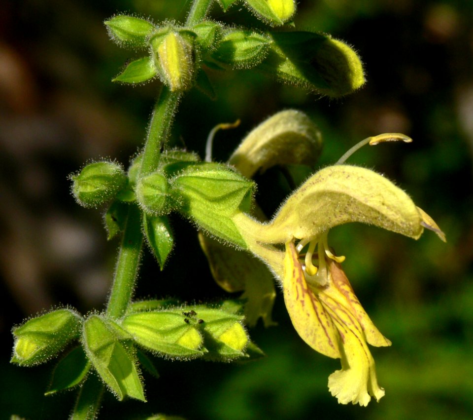 Salvia glutinosa IP0908045