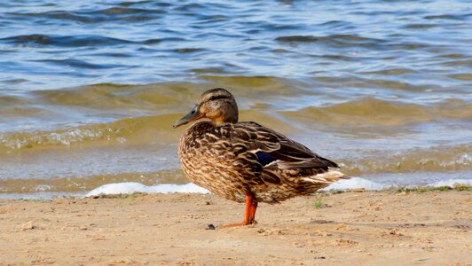 Lake bird nature photo