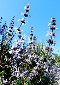 Salvia brandegeei 3