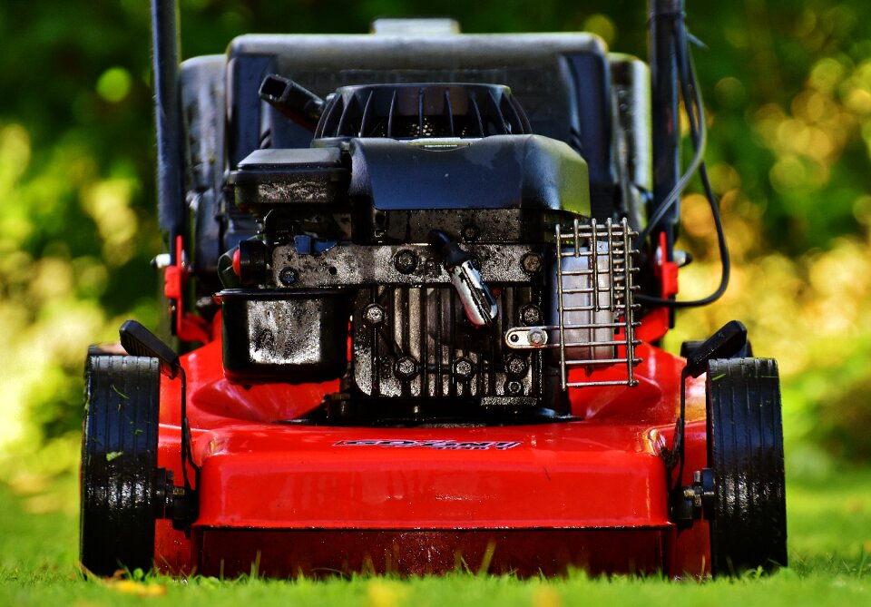 Cut grass grass surface garden
