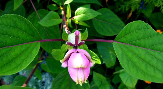 Salvia involucrata 2