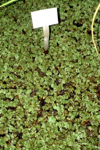 Salvinia adnata (Salvinia molesta) - Botanischer Garten - Heidelberg, Germany - DSC01285