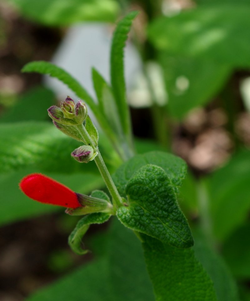 Salvia haenkei - Parc floral