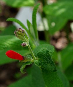 Salvia haenkei - Parc floral