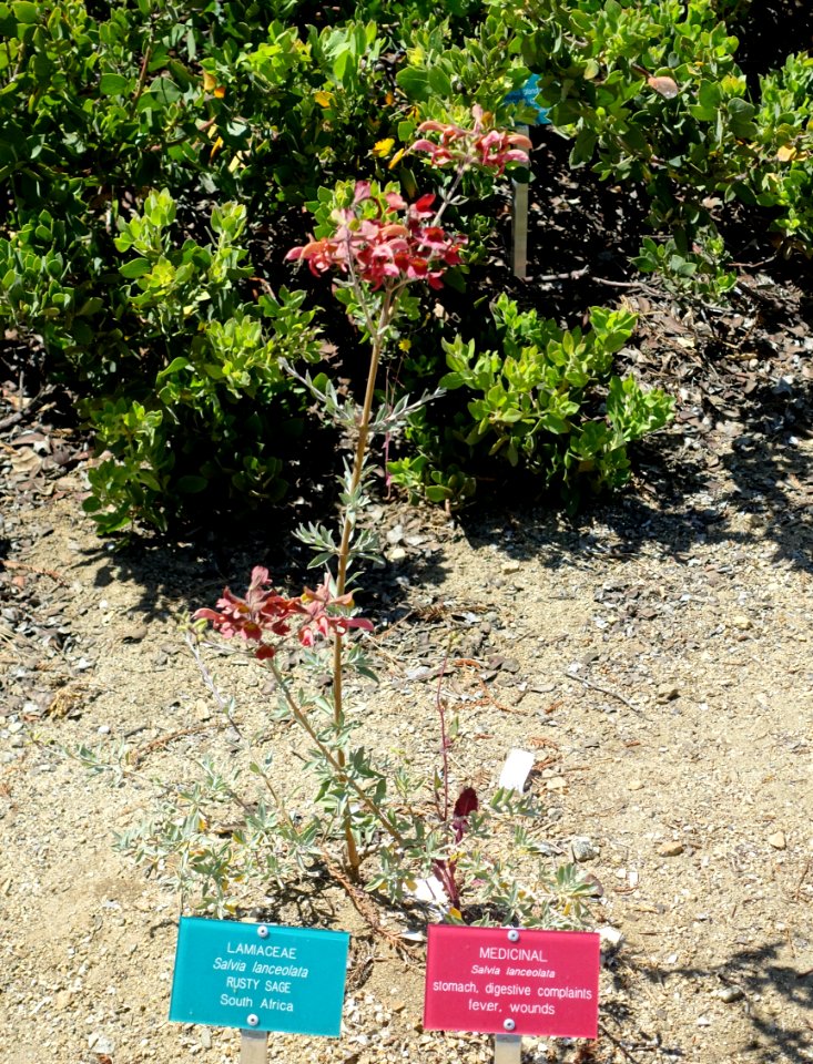 Salvia lanceolata - Mildred E. Mathias Botanical Garden - University of California, Los Angeles - DSC02839