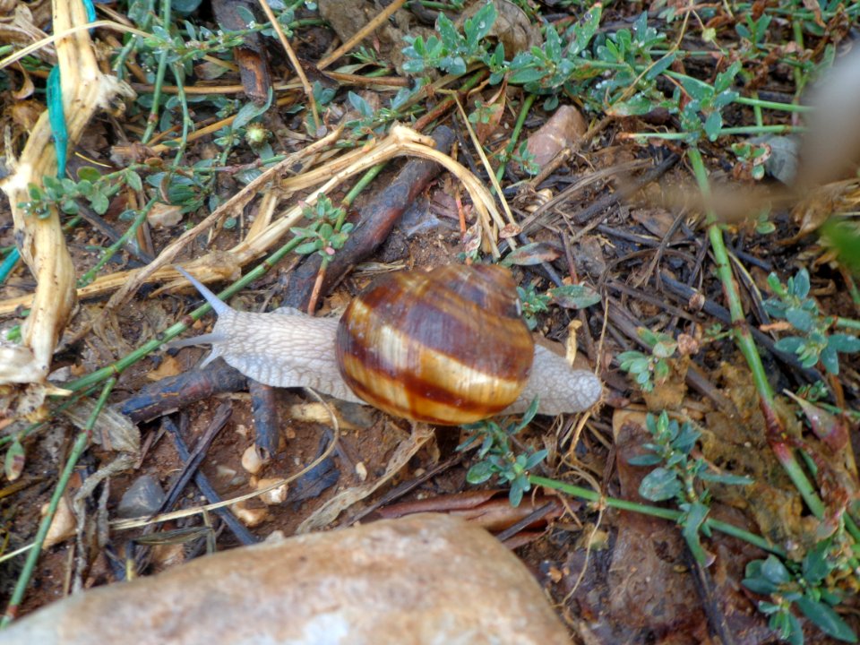 Salyangoz (1) - DSC00912