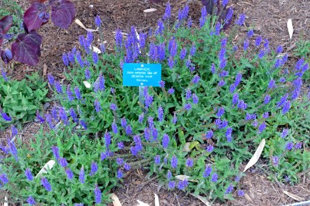 Salvia nemorosa 'Blue Hill' - Mildred E. Mathias Botanical Garden - University of California, Los Angeles - DSC02665