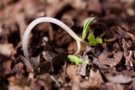 Plug seeds leaves