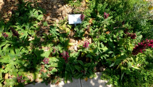 Salvia spathacea - Manhattan Beach Botanical Garden - Manhattan Beach, CA - DSC01322