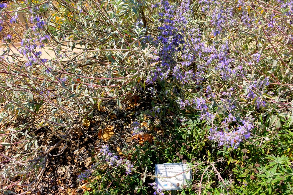 Salvia 'Bon Bon' - Manhattan Beach Botanical Garden - Manhattan Beach, CA - DSC01226