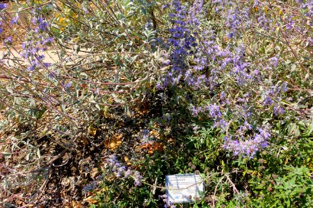 Salvia 'Bon Bon' - Manhattan Beach Botanical Garden - Manhattan Beach, CA - DSC01226