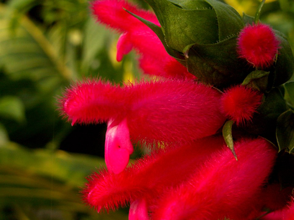 Salvia oxyphora, Phipps Conservatory, 2015-10-10, 06
