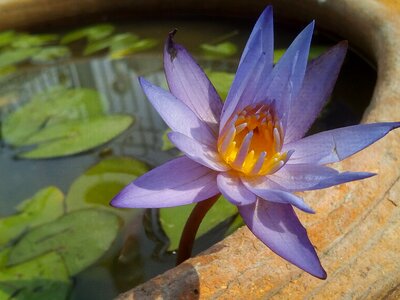 Flowers lotus lake purple lotus